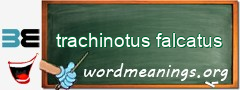WordMeaning blackboard for trachinotus falcatus